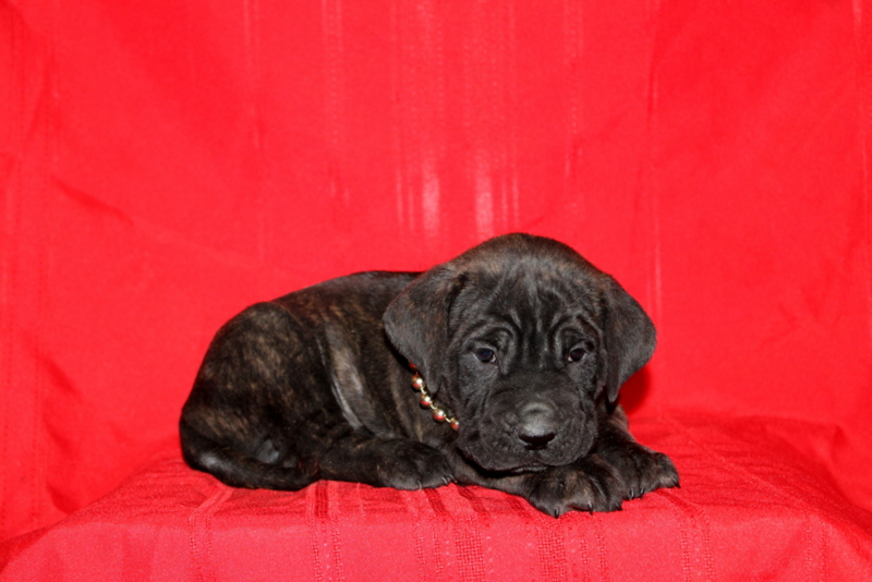 puppy, for, sale, Cane Corso, Matthew B. Stoltzfus, dog, breeder, Gap, PA, dog-breeder, puppy-for-sale, forsale, nearby, find, puppyfind, locator, puppylocator, aca